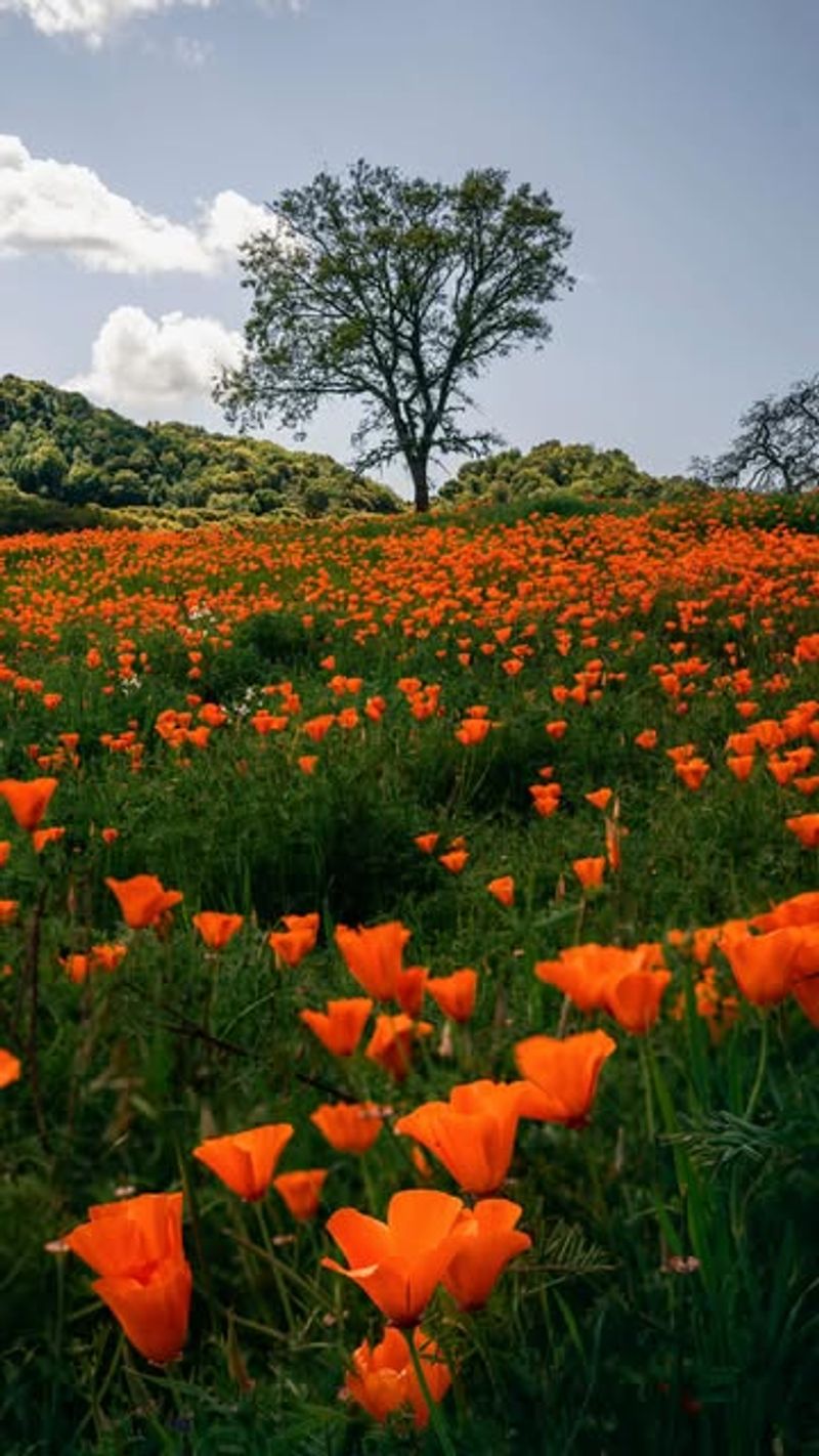 Poppies: O'Keeffe's Desert Flame