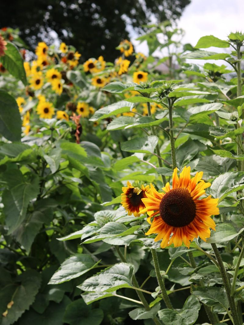 Sunflower Sanctuaries