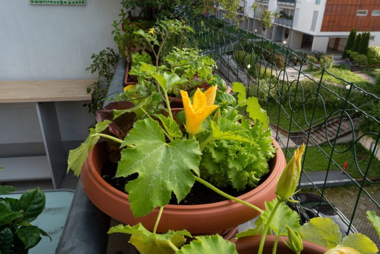 potted zucchini plant (featured image)
