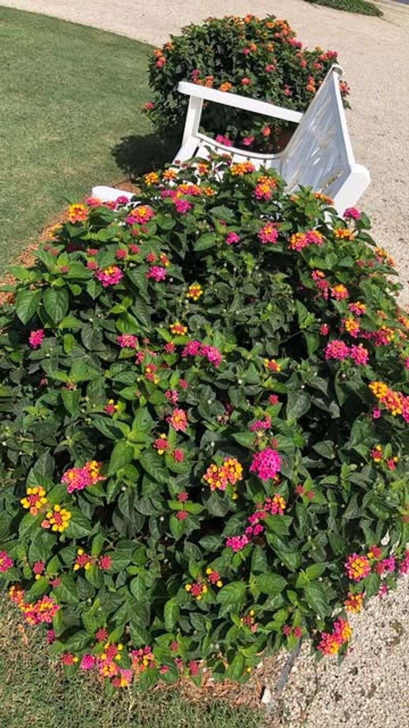 Lantana: Heat-Loving Color