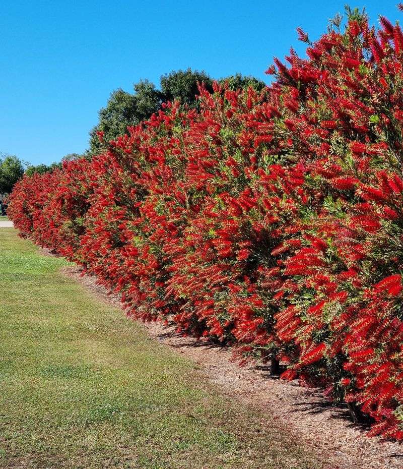 Bottle Brush