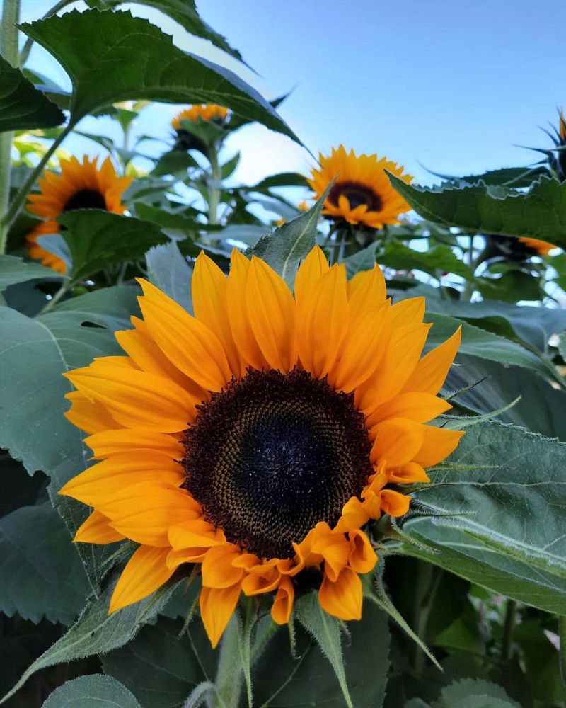 Sunrich Orange