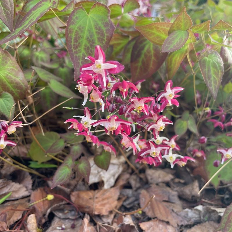 Epimedium (Barrenwort)