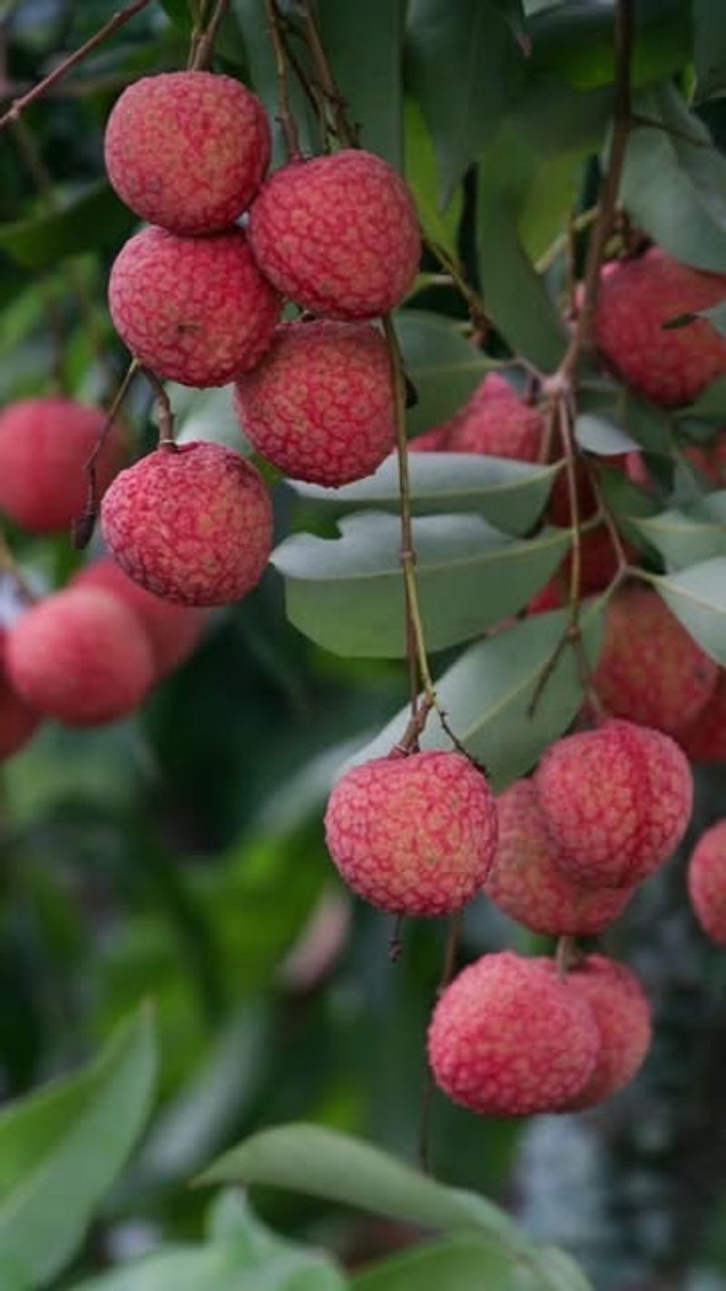 Lychee