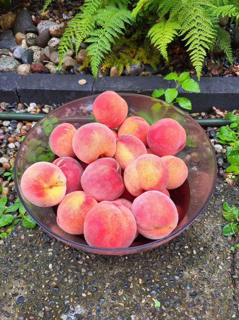 Peach (high-chill varieties)