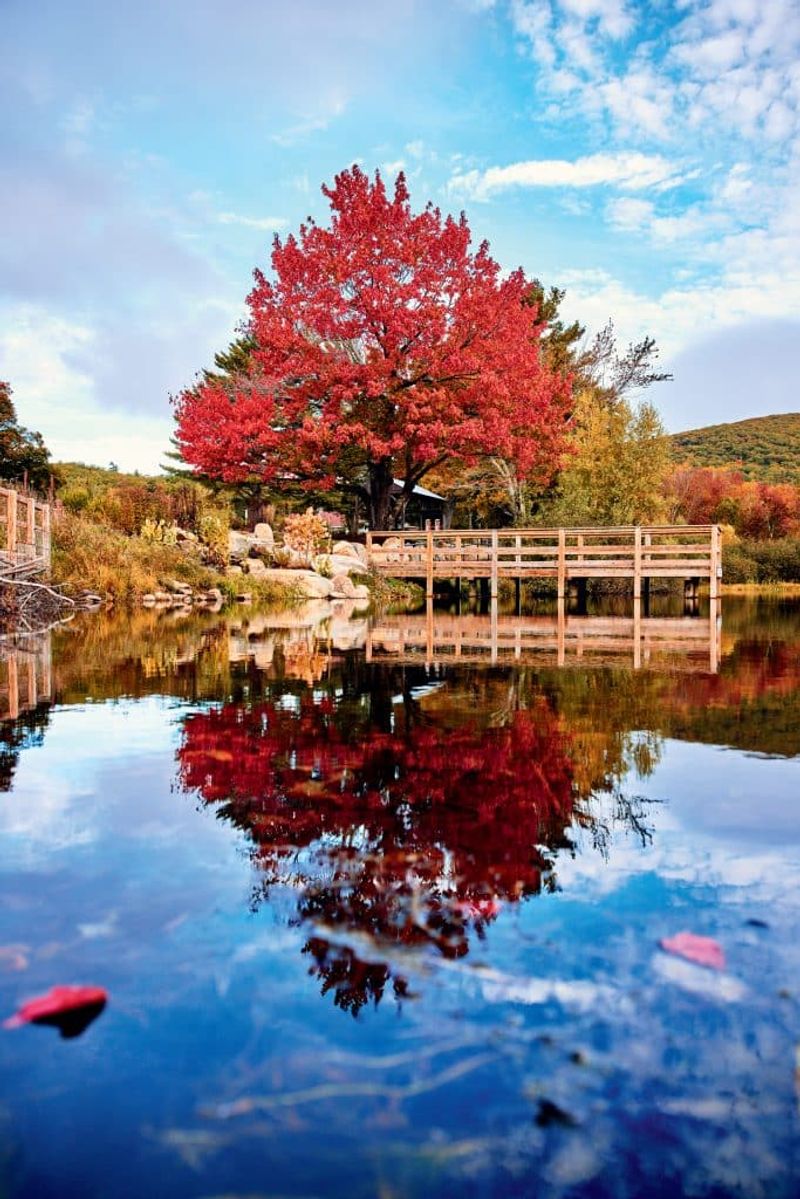 Meredith's Lakeside Maple Sanctuary