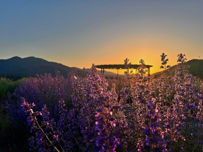 Applegate Valley's Purple Paradise