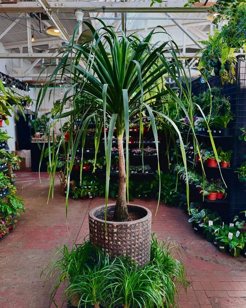 Ponytail Palm
