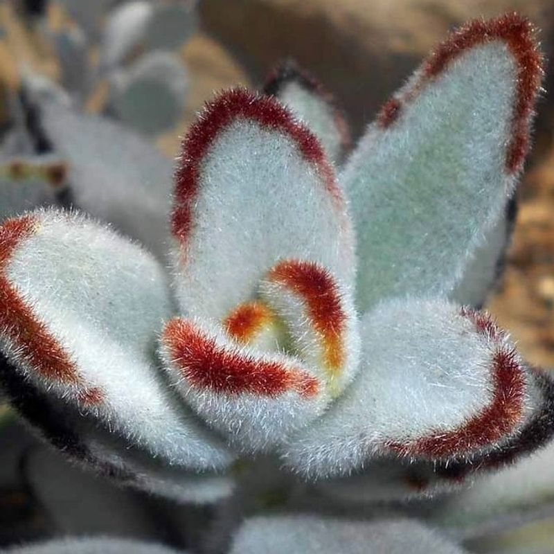 Kalanchoe tomentosa (Panda Plant)