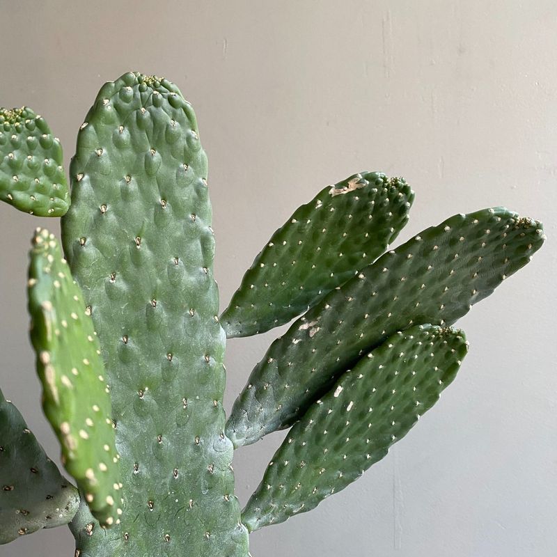 Cactus Can't Handle Excess Water