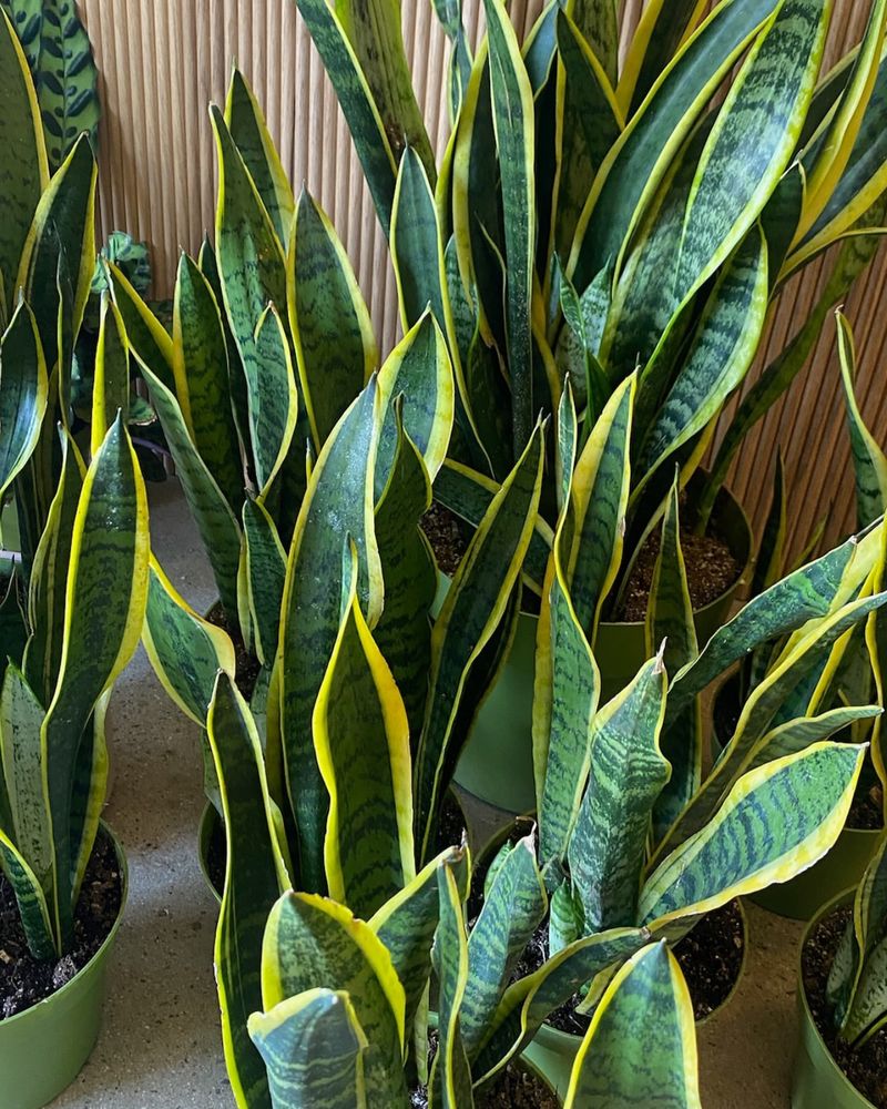 Snake Plant: The Indestructible Beauty