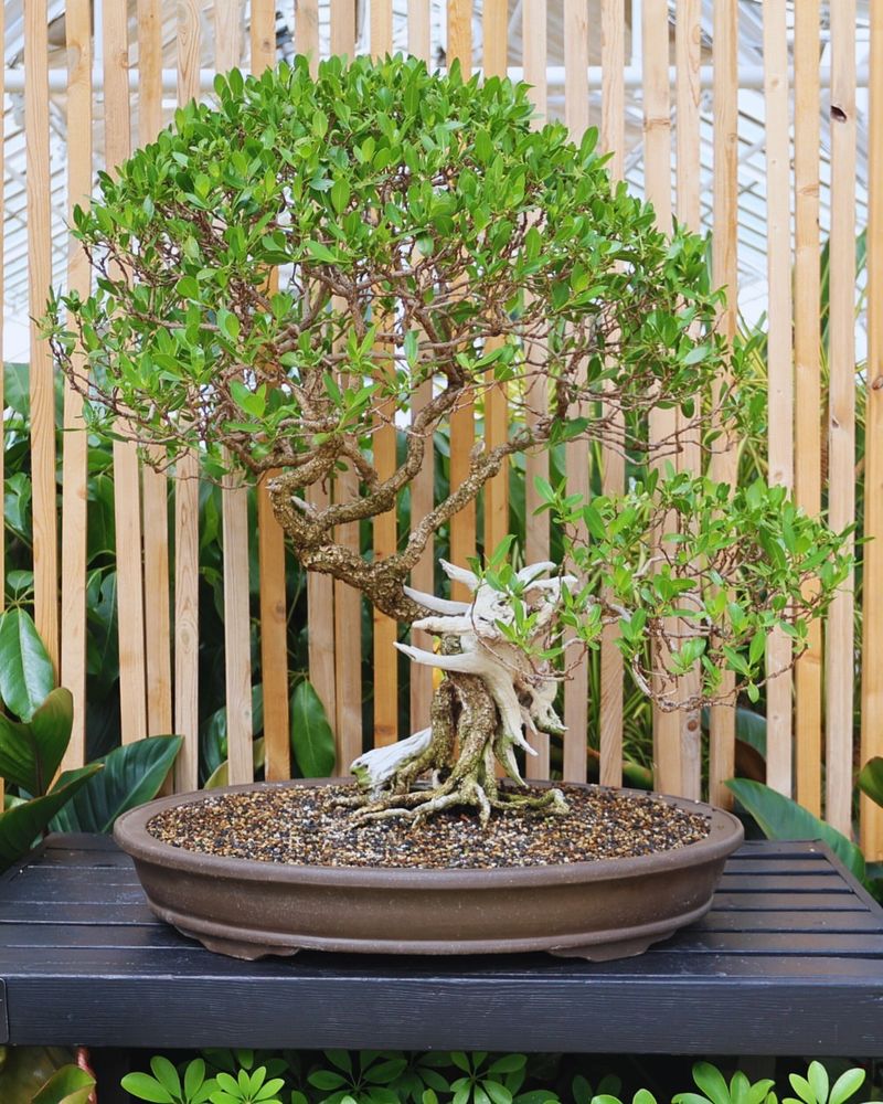 Bonsai Collection