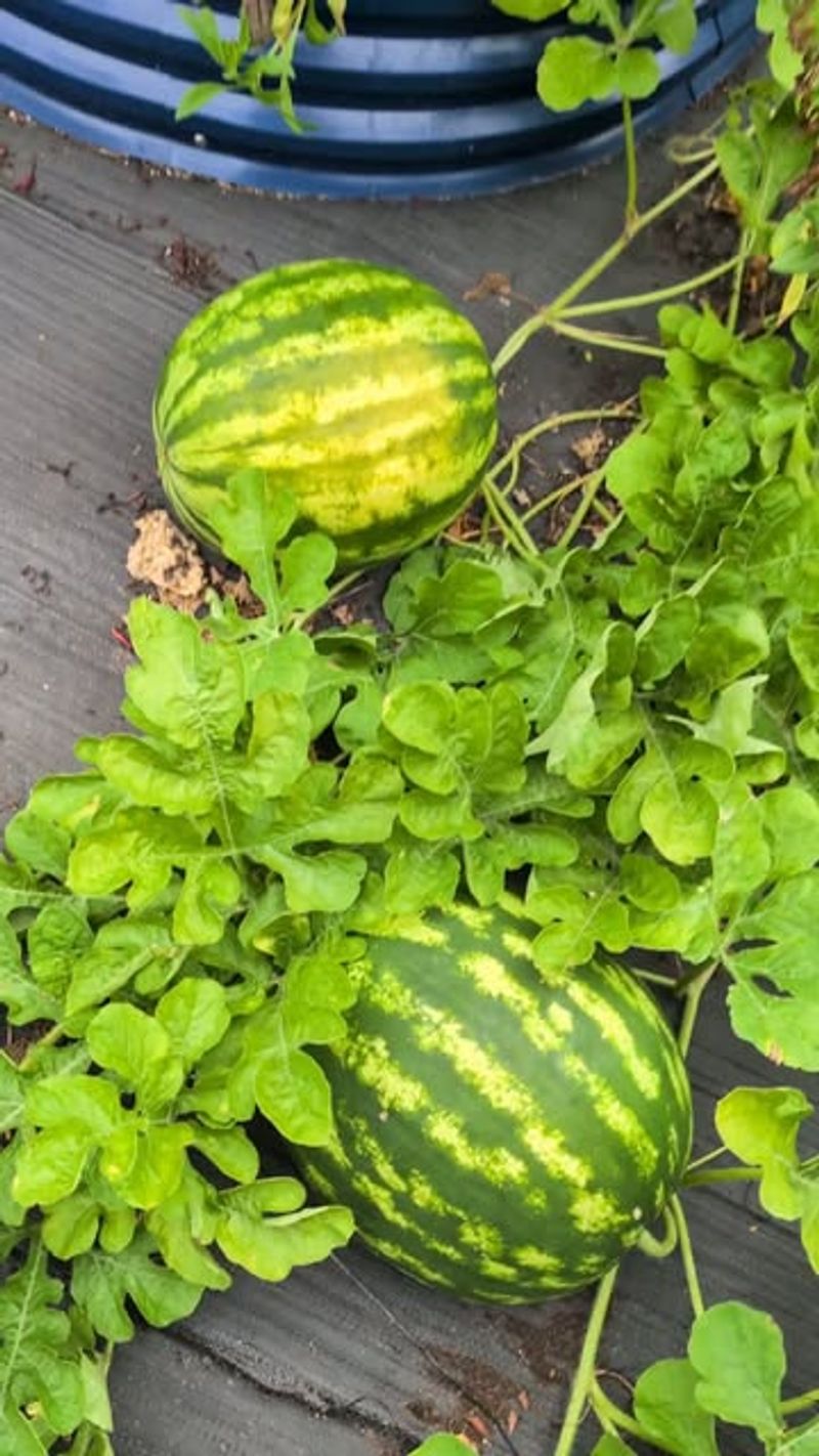 Watermelon