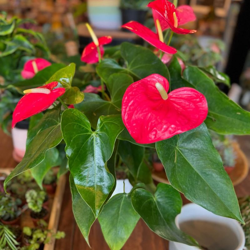 Flamingo Lily (Anthurium)