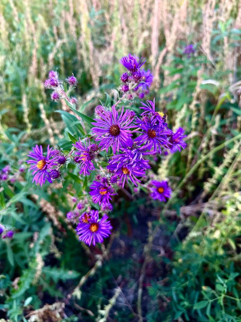 Aster 'Purple Dome'