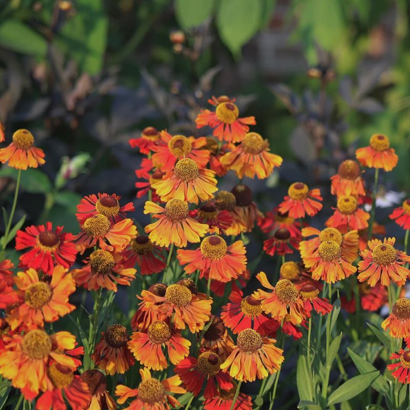 Helenium