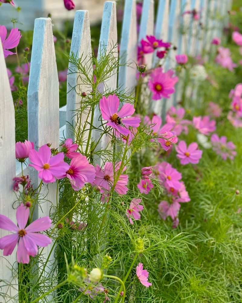 Cosmos