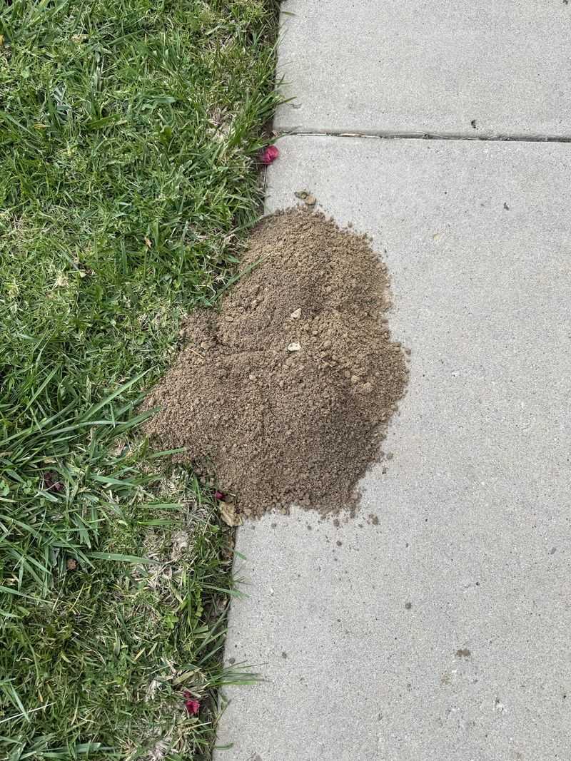Fire Ant Mounds