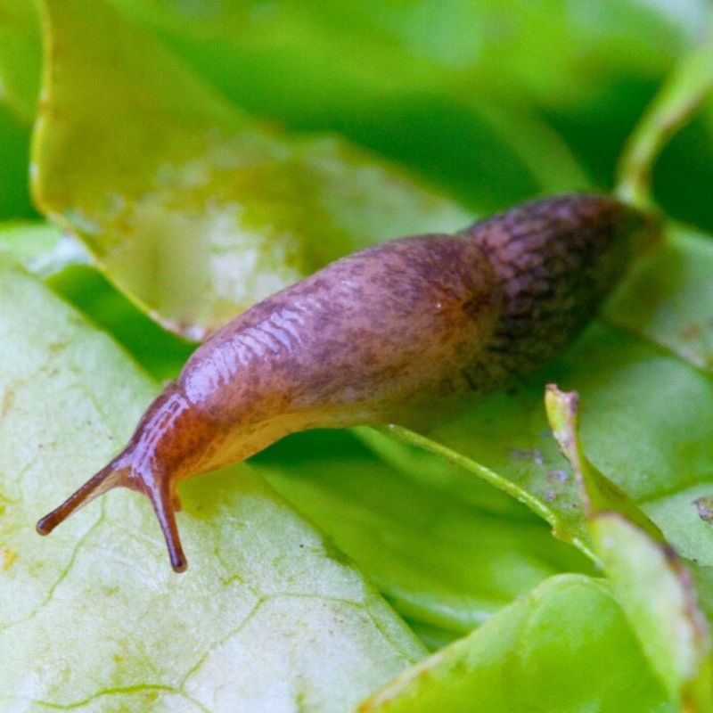 Slugs' Nighttime Feasting