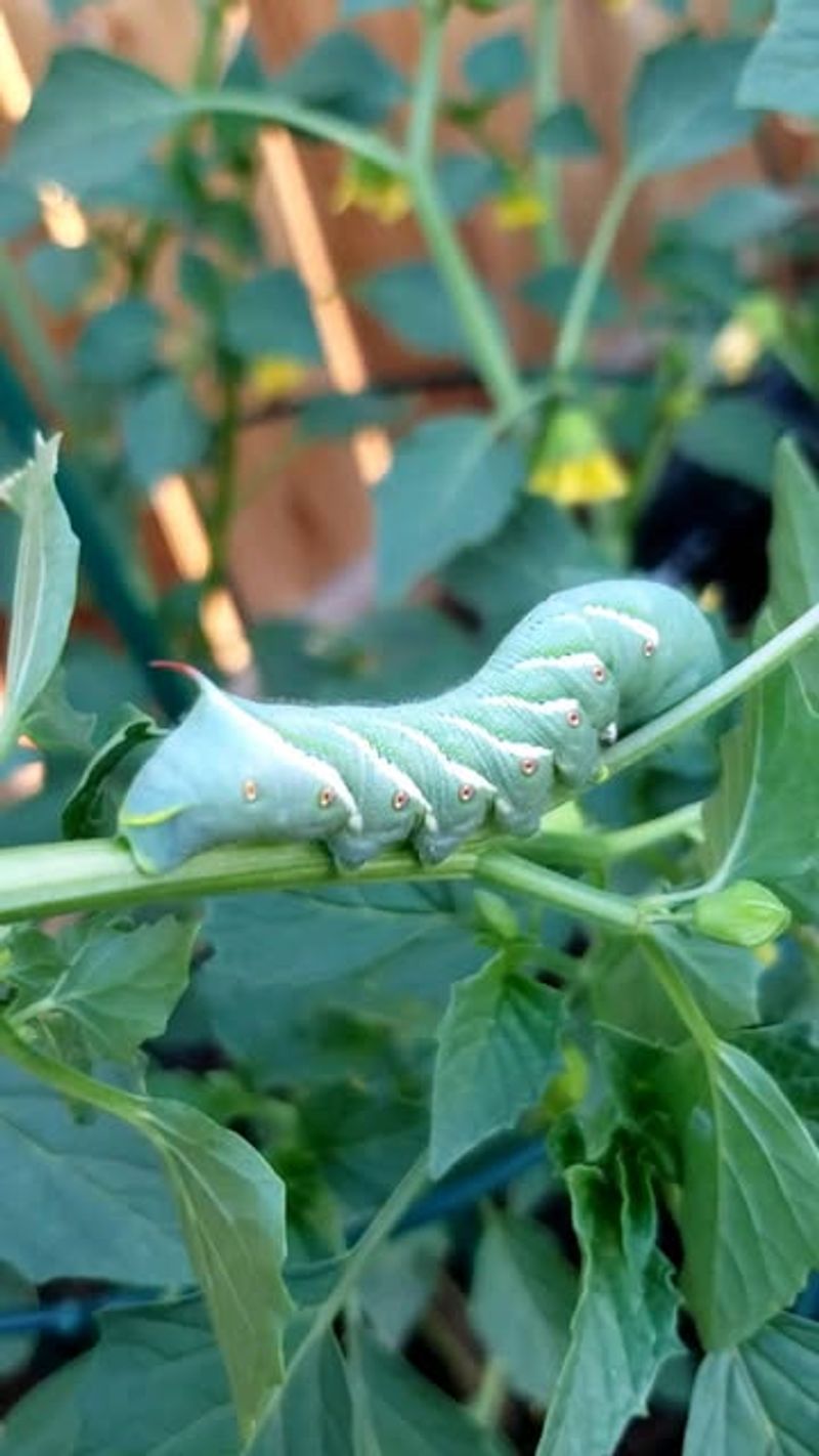 Tomato Hornworms