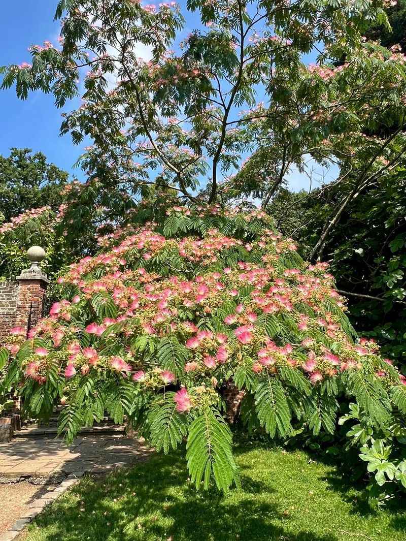 Mimosa Tree (Albizia julibrissin)