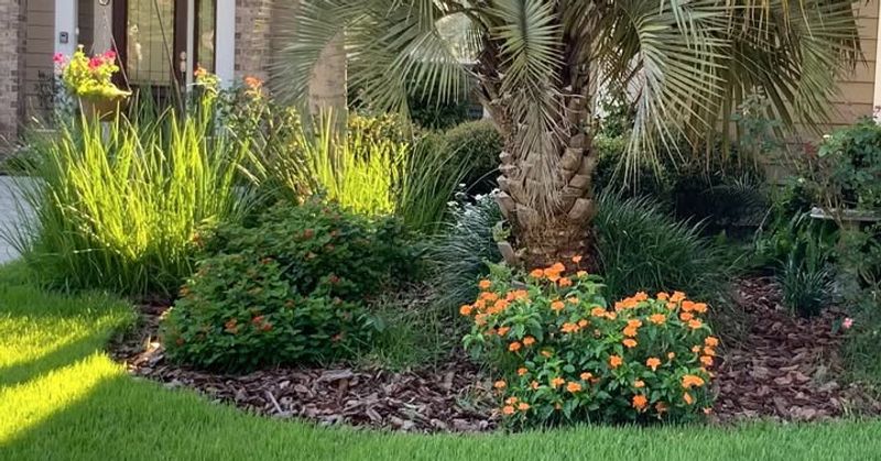 Downy Rose Myrtle