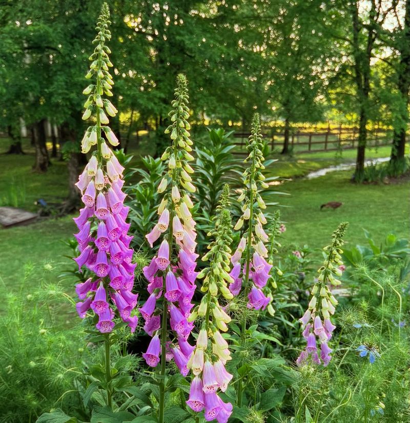 Foxglove