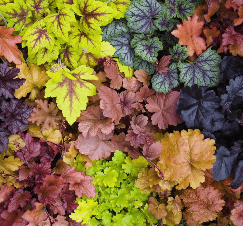Heuchera: The Color Chameleon