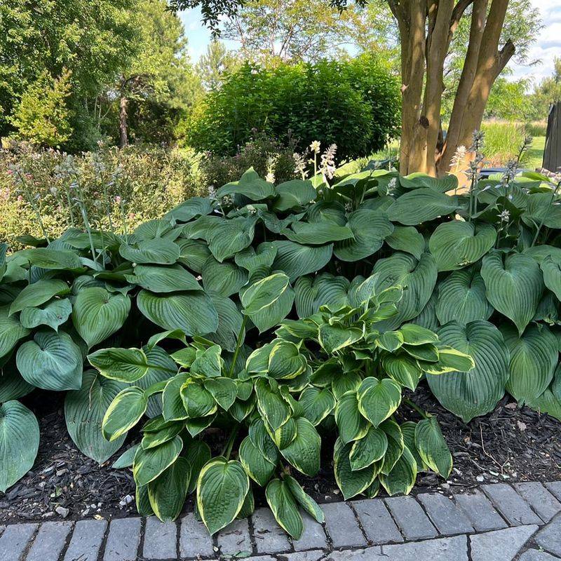 Hosta Heartbreak Happens in August