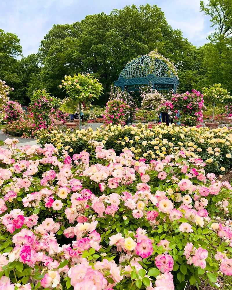 Rose Garden