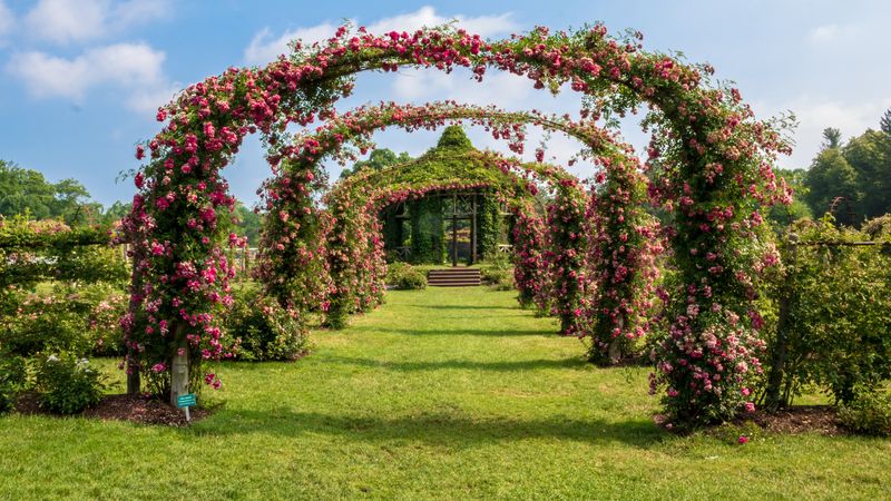 Rose Garden's Historic Varieties
