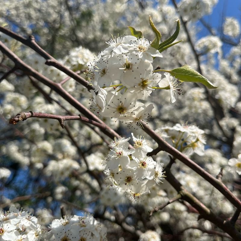 Bradford Pear (Pyrus calleryana)