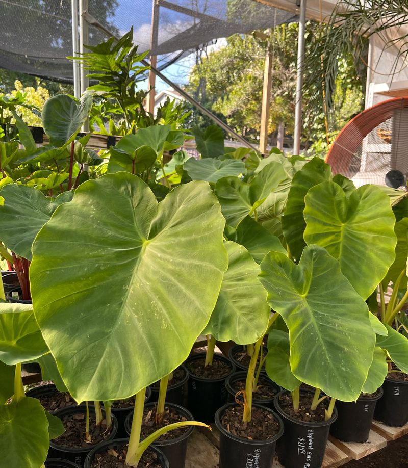 Elephant Ear (Colocasia esculenta)