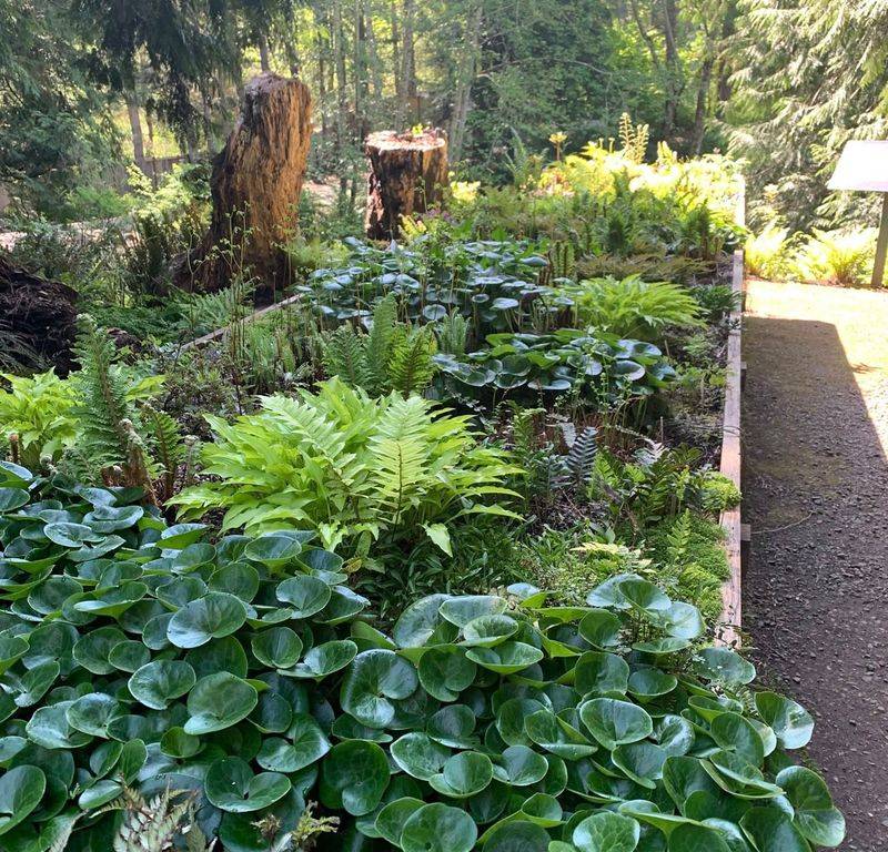 Redwood Fairy Garden