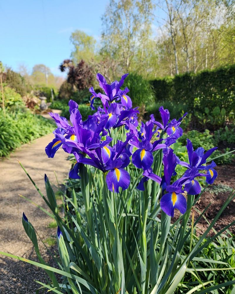 Dutch Iris