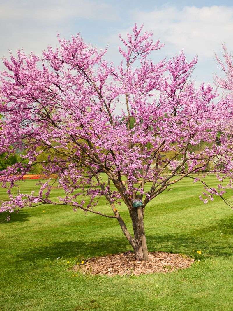 Eastern Redbud
