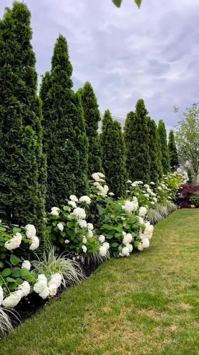 Arborvitae