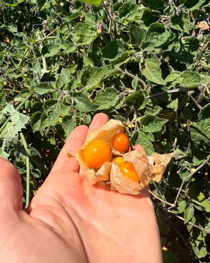 Ground Cherries