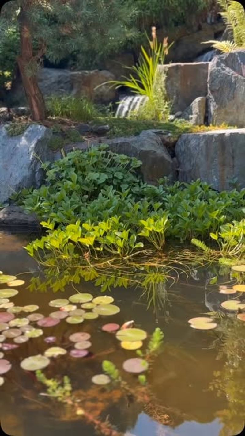Water Feature Pond