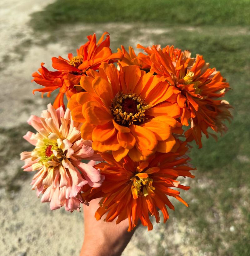 Zinnia