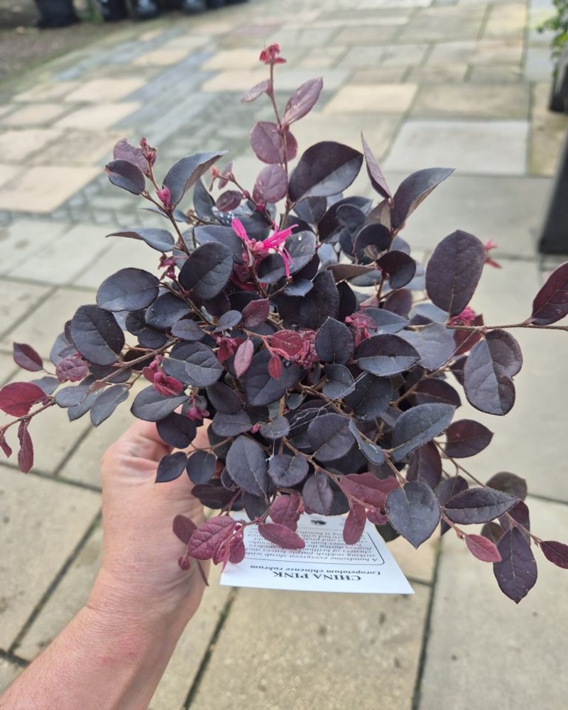 Loropetalum 'Burgundy'