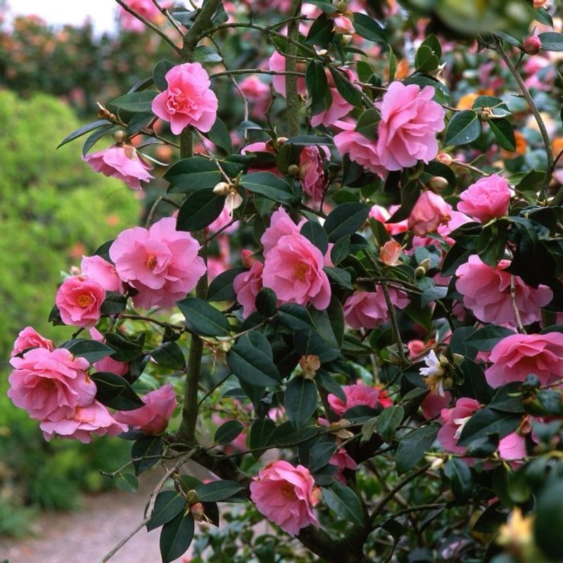 Camellias Clipped After Summer Buds Form