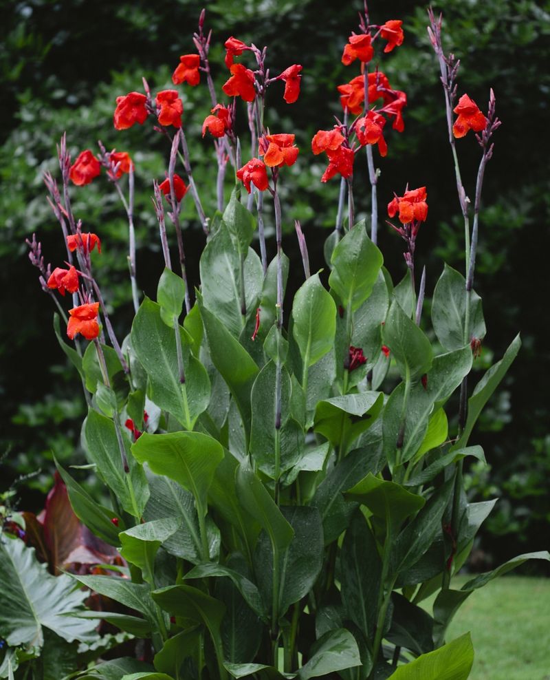 Canna Lily