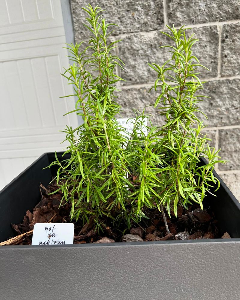 Rosemary