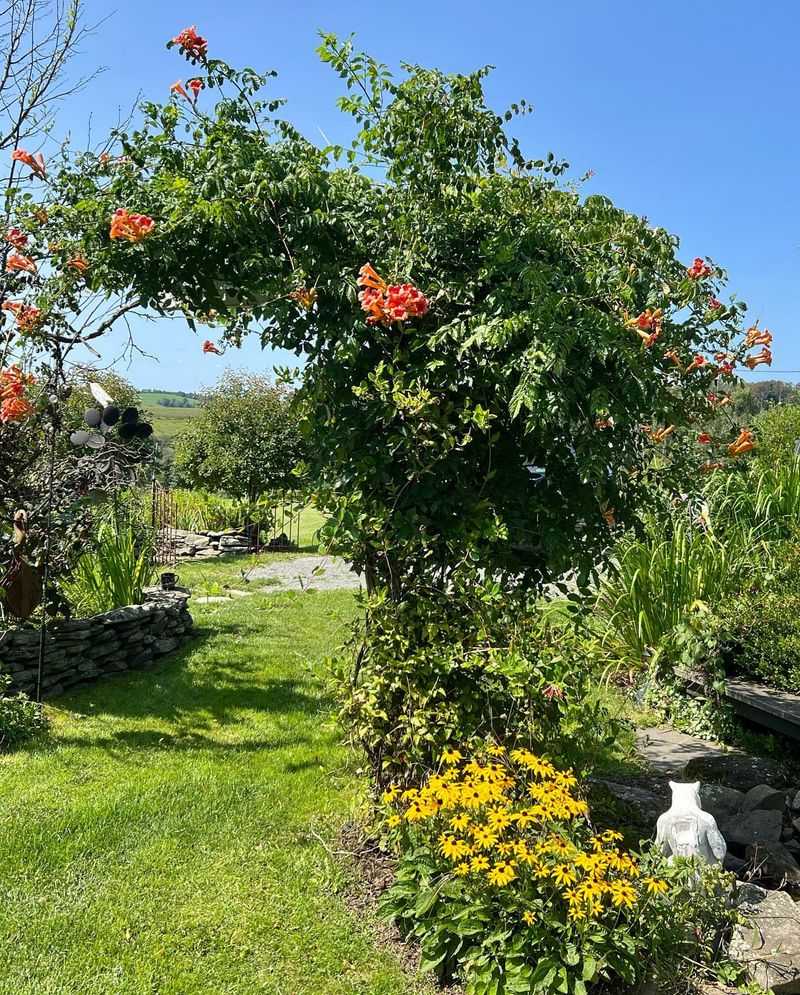 Trumpet Vine