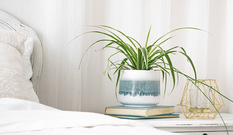 Spider Plant
