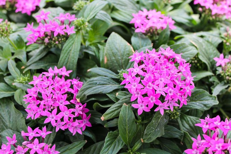 Pentas (Pentas lanceolata)