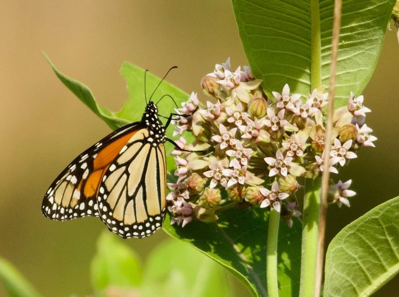 Milkweed