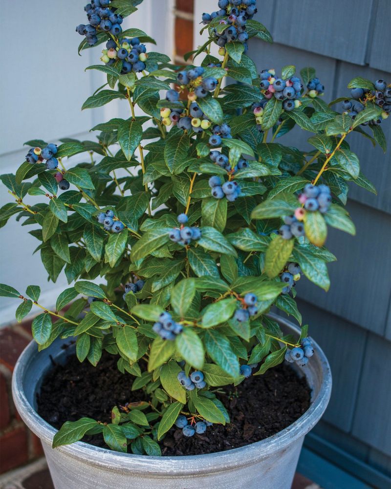 Blueberry