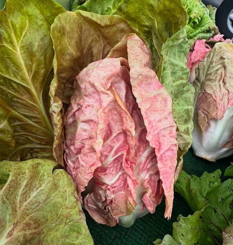 Radicchio